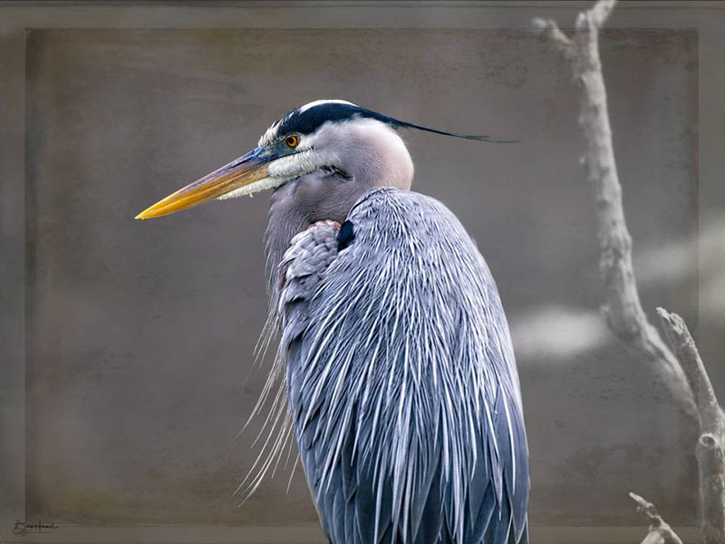 Photo of blue heron by Barb Havrill