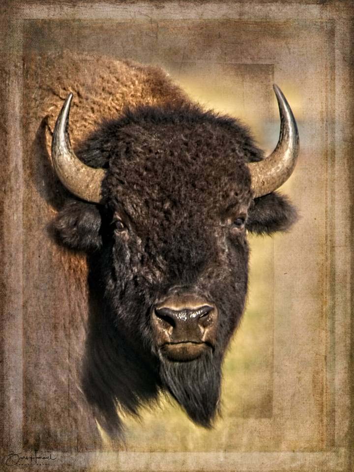 Photo of bison by Barb Havrill