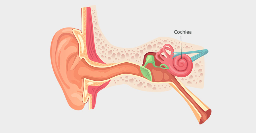 Illustration of inner ear, including cochlea