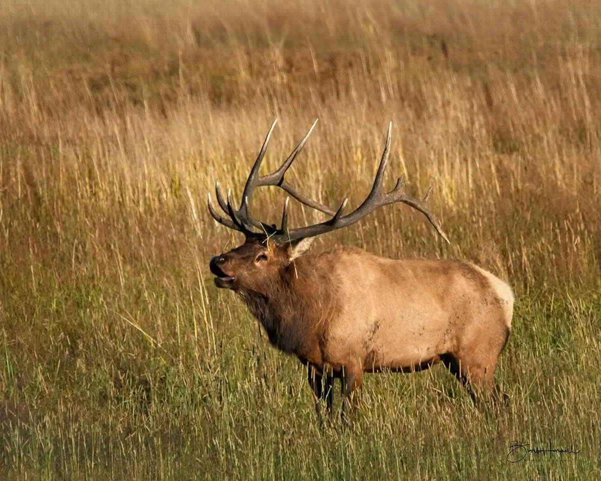 Photo of bull elk taken by Barb Havrill